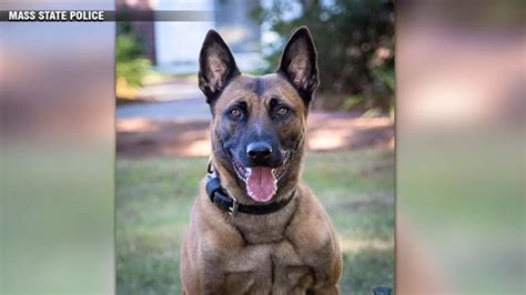 National Police Dog Association to honor memory of fallen Mass. state police K9, Frankie